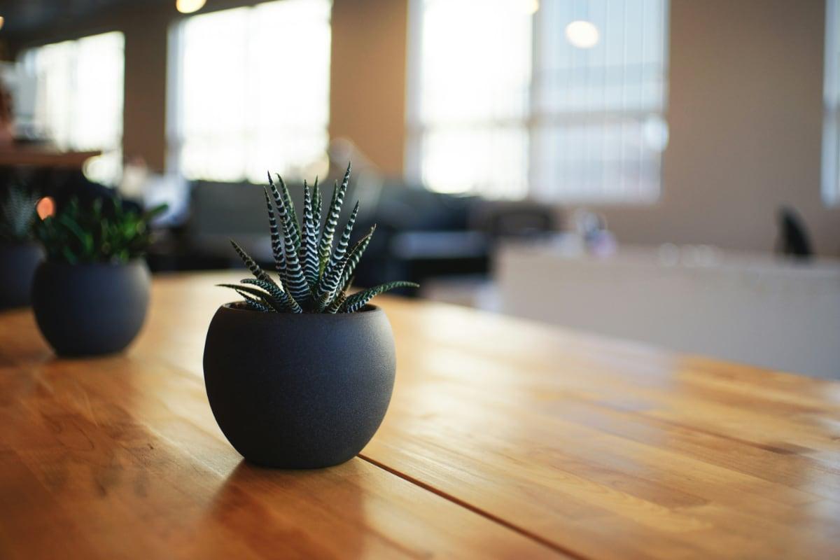 Wood table with succulent in furniture showroom