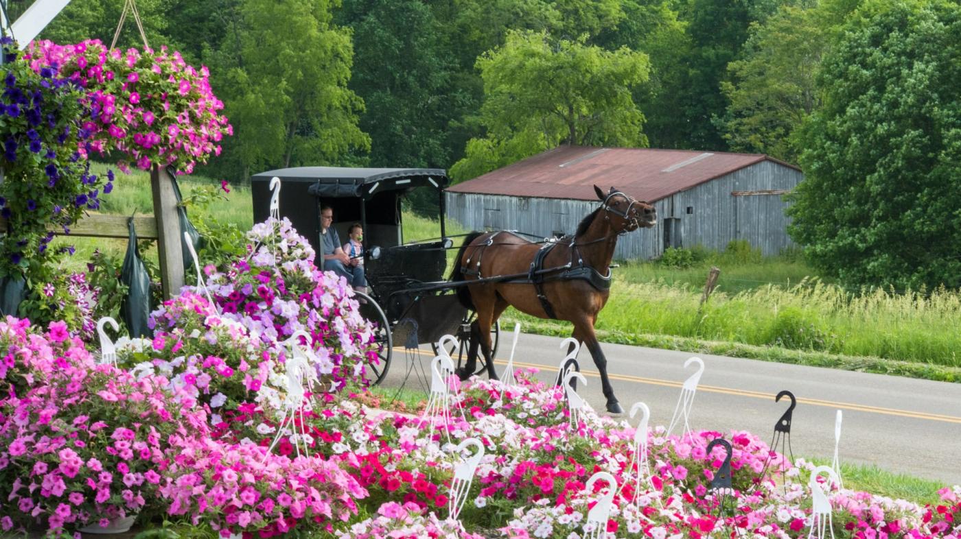 Hanging flower baskets and an Amish buggy