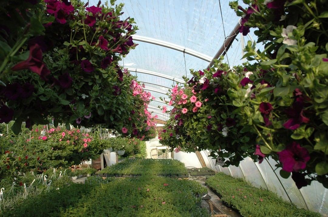 Greenhouse with hanging baskets