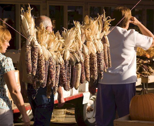 Dried ears of corn as an Autumn decoration