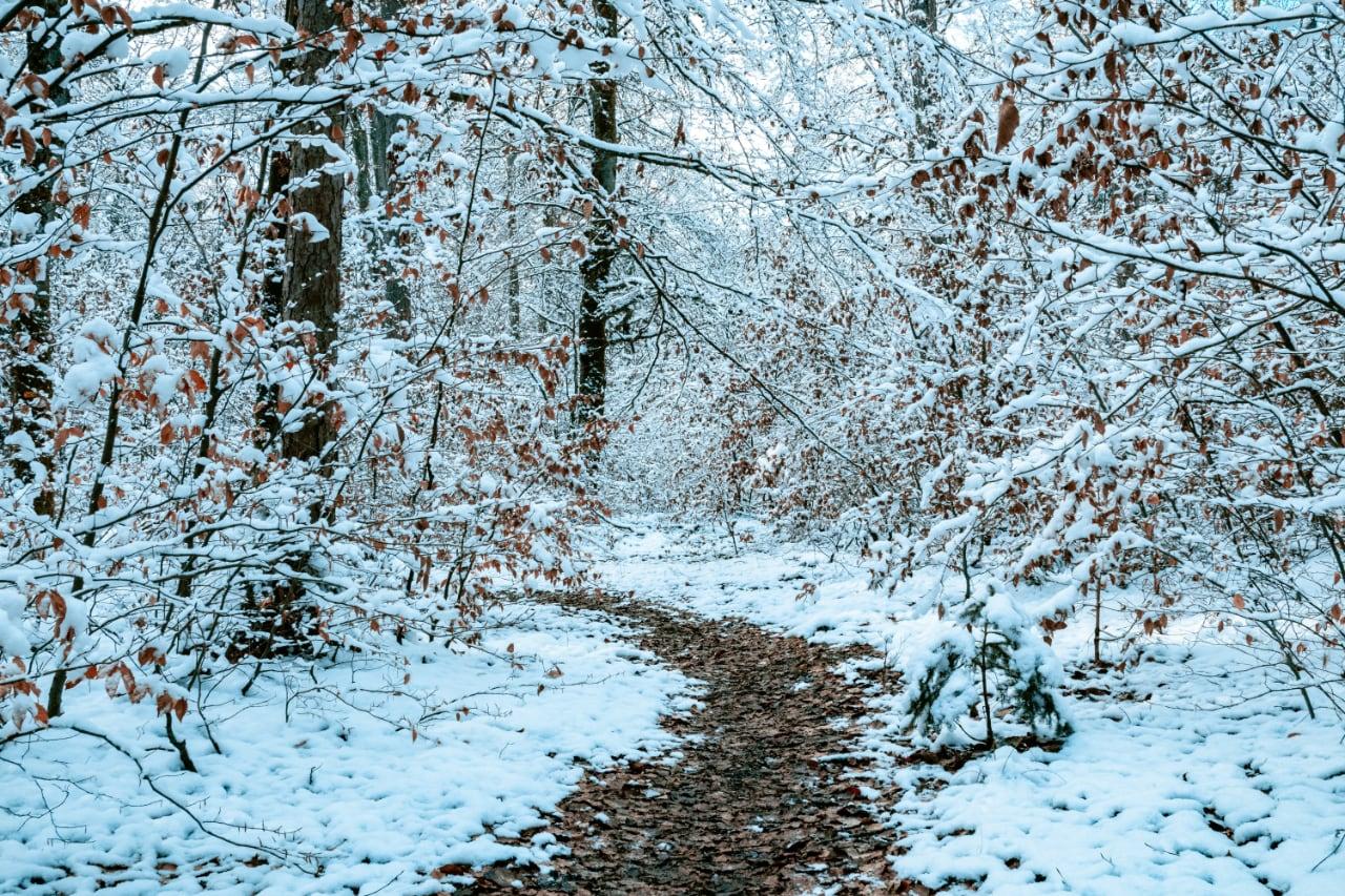 Hiking trail in the woods during Winter