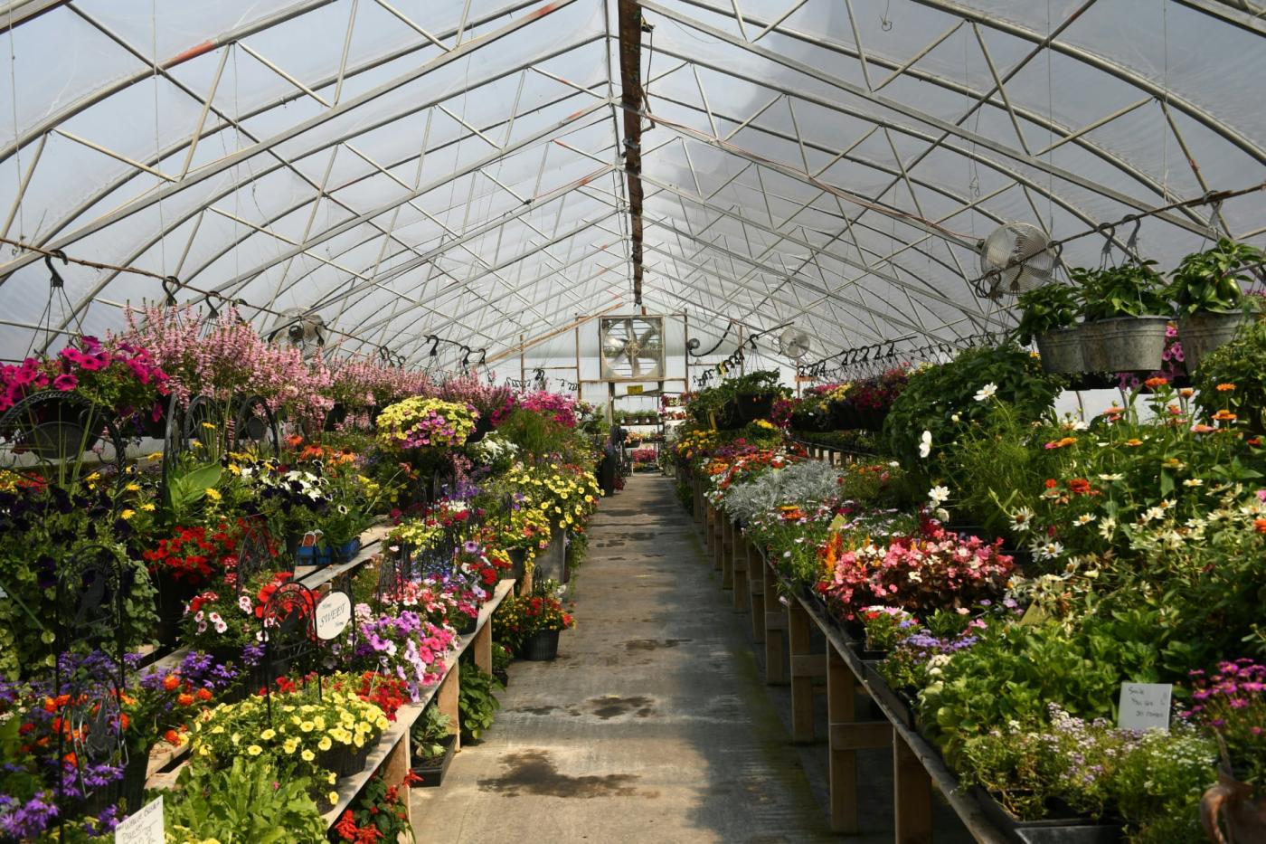 Greenhouse with flowers in bloom